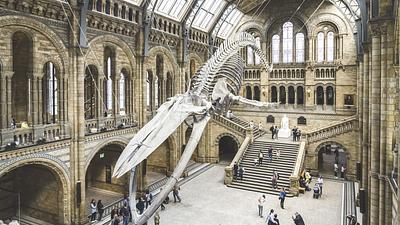 Museo de Historia Natural de Londres reabre una galería cerrada desde la II Guerra Mundial