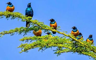 Sudamérica concentra una tercera parte de las especies de aves conocidas en el mundo