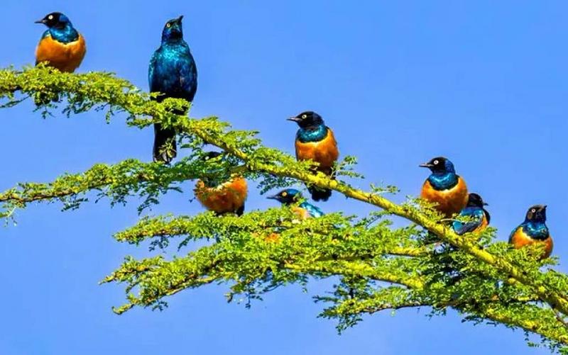 Sudamérica concentra una tercera parte de las especies de aves conocidas en el mundo
